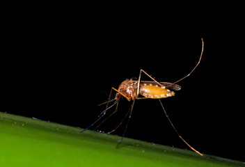 mosquito posing on a leaf in the swamp
