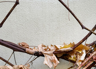 Autumn grapevine plant losing its leaves