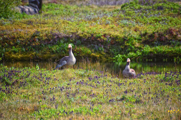 Parents and babies by river in Thingvellir National Park Þingvellir, historic site, Iceland, east of Reykjavík