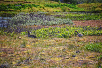 Parents and babies by river in Thingvellir National Park Þingvellir, historic site, Iceland, east of Reykjavík