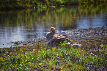 Parents and babies by river in Thingvellir National Park Þingvellir, historic site, Iceland, east of Reykjavík