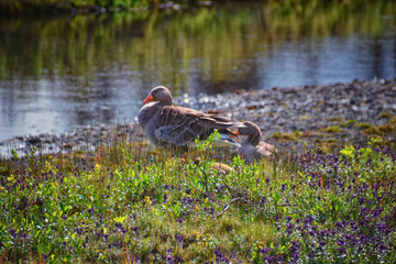 Parents and babies by river in Thingvellir National Park Þingvellir, historic site, Iceland, east of Reykjavík