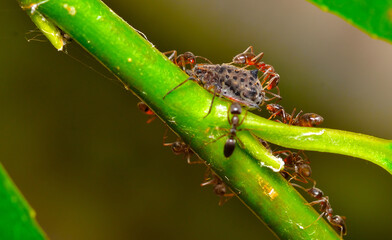 aphid cared for by ants