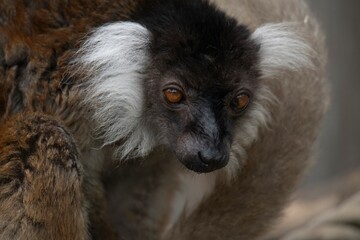 The Black Lemur (Eulemur macaco).