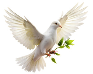 Fototapeta premium white dove isolated on white