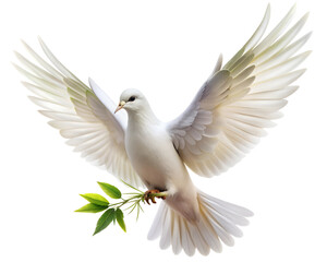 Fototapeta premium dove isolated on white background