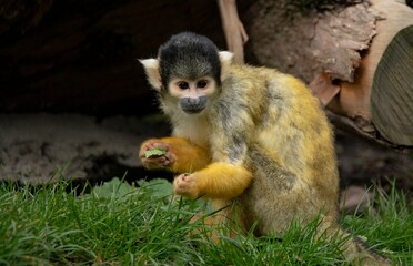The Black-Capped Squirrel Monkey (Saimiri boliviensis).