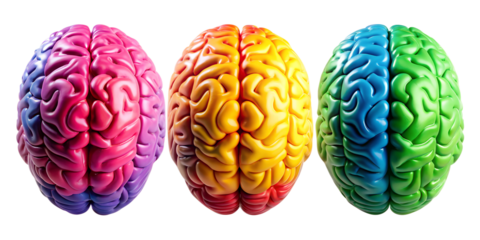 Human brain model 3d isolated on white background. png transparent