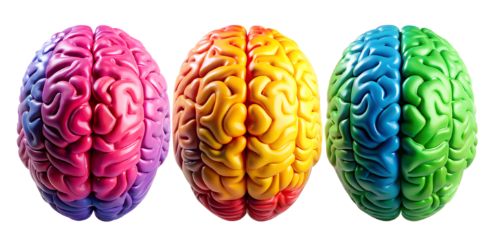 Human brain model 3d isolated on white background. png transparent