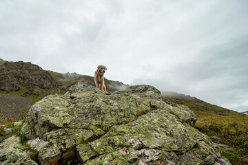 A Golden Retriever dog stands on a rock on the lake. The image reflects the tranquility and beauty of the serene mountain scenery.