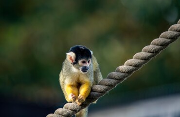 The Black-Capped Squirrel Monkey (Saimiri boliviensis).