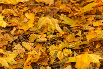 A carpet of vibrant yellow and orange leaves covers the ground, capturing the essence of a tranquil autumn day.