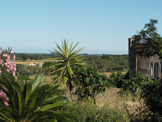 Rural landscape with palm trees in the foreground