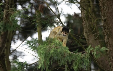 The Black-Capped Squirrel Monkey (Saimiri boliviensis).