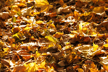 A rich layer of fallen golden leaves covers the ground, illuminated by warm sunlight filtering through trees.
