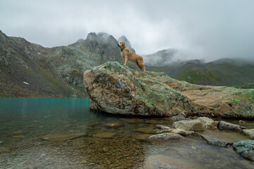 A Golden Retriever dog stands on a rock on the lake. The image reflects the tranquility and beauty of the serene mountain scenery.