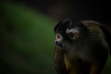The Black-Capped Squirrel Monkey (Saimiri boliviensis).
