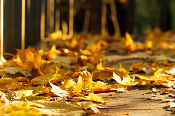 A tranquil wooden pathway is covered in vibrant golden leaves, inviting visitors to explore natures beauty in fall.