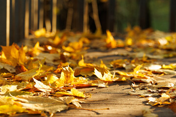 Colorful fallen leaves blanket a rustic pathway, creating a warm and inviting atmosphere in nature.