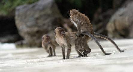 Javaneraffe am Affenstrand der Koh Phi Phi Insel in Thailand