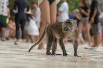 Javaneraffe am Affenstrand der Koh Phi Phi Insel in Thailand