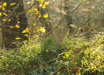 Golden sunlight beams through trees, brightening the lush grass and vibrant leaves covering the forest floor.
