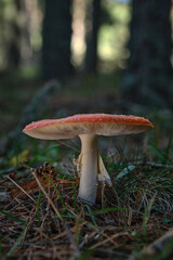 Beautiful fly agaric on a green meadow