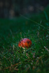 Beautiful fly agaric on a green meadow