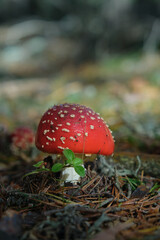 Beautiful fly agaric on a green meadow