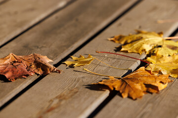 Golden and brown leaves lie elegantly on a wooden deck, evoking the tranquility of a sunny autumn day.