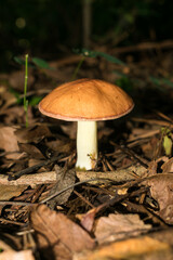 Young Suillus granulatus wild edible mushroom in Sao Francisco de Paula, South of Brazil