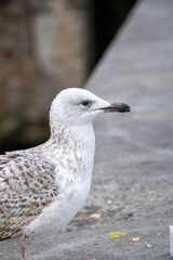 seagull on the beach