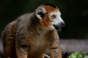 Fototapeta premium The Crowned Lemur (Eulemur coronatus).