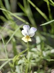 Flower of the wild pansy (Viola tricolor), Johnny Jump up, also, heartsease, heart's ease, heart's delight, tickle-my-fancy, Jack-jump-up-and-kiss-me, come-and-cuddle-me, three faces in a hood.
