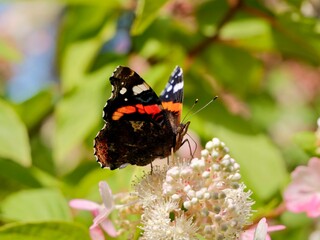 The red admiral (Vanessa atalanta) butterfly or the red admirableon flower. The red admiral is...