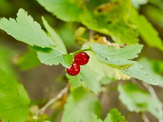 The mountain currant (Ribes alpinum) or alpine currant, is a small deciduous, dioecious shrub