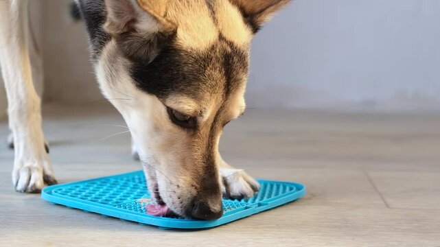 cute German shepherd puppy using lick mat attached to the floor for eating food slowly. snack mat, licking mat for cats and dogs