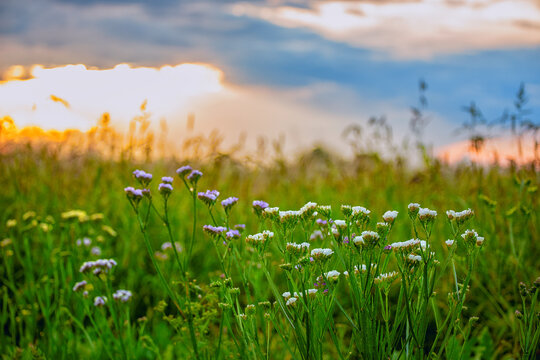 blooming dried flowers of lemongrass of multi-colored statice at sunset in a field. Beautiful evening summer flower landscape.  kermek
