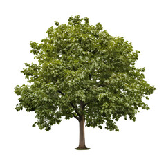 High-quality walnut tree PNG cutout with a transparent background for nature-inspired designs and digital art.