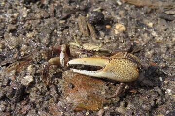 Crab on the ground in Florida wild