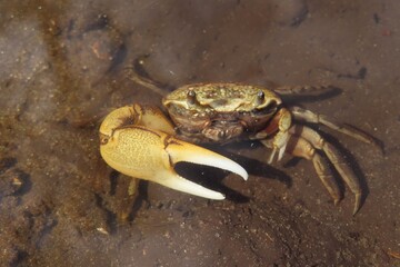 Crab patriot under water in Florida swamps, closeup