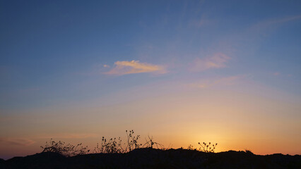 Fototapeta premium Herbs and flowers silhouette on a sunset sky background