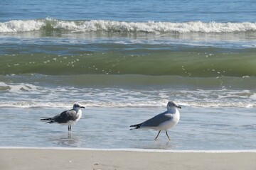 Seagulls on ocean background in Atlantic coast of North Florida