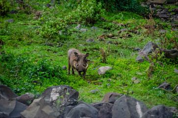 Boar in the Serengeti National Park in Tanzania, Africa.

