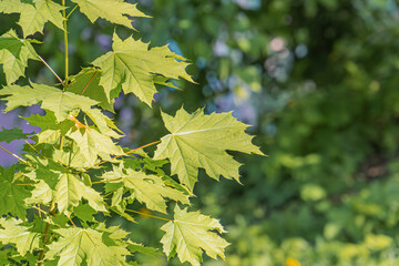 Fototapeta premium Close-up image of maple leaves, vibrant green color, naturalistic style, suggesting springsummer outdoor environment