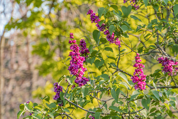 Close-up image of a purple flower with soft focus, blurred background of outdoor plants and greenery, possibly taken at late afternoon or early evening with a soft glow