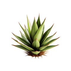 Fototapeta premium High-quality agave plant png cutout with a transparent background for landscaping designs or creative artwork