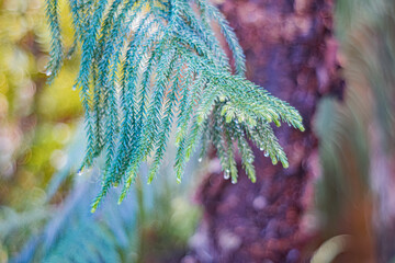 Close-up of an evergreen tree with needle-like leaves, displaying varying shades of green and some...