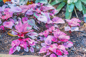 Close-up of a densely planted group of red, glossy succulents or cacti in a garden setting