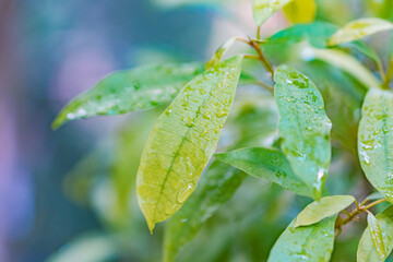 A close-up image of dewdrops on various green leaves, captured outdoors with macro photography techniques